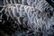 Black wing swan feather texture