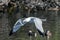 Black wing tips over the pond water