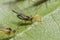 Black winged aphid taking care of larvae, eggs on a green leaf