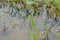 A Black-winged Dragonfly rests on a tender branch in a paddy field