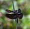 A black winged dragonfly, sitting over a branch, blurred background.