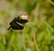 A black winged dragonfly, sitting over a branch, blurred background.