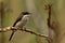 Black Winged Flycatcher Shrike.