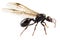 Black Winged garden ant species niger lasius