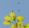 Black winged insects with long antennas flying around green oak leaves against blue sky
