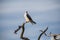 Black-winged kite