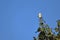 Black winged kite bird