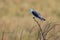 Black-winged Kite or Black-shouldered Kite, Elanus caeruleus, small diurnal bird of prey in the family Accipitridae, long-winged