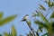 Black-winged kite or black-shouldered kite sitting on a bamboo branch