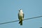 The black-winged kite (Elanus caeruleus)