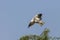 Black Winged Kite in flight