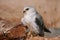 Black-winged Kite portrait