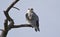Black Winged Kite on the Tree