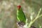 Black-winged lovebird Agapornis taranta