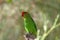 Black-winged lovebird Agapornis taranta