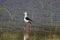 The Black - Winged Stile in wilpttu park.Black - and - white, slender appearance,long pinkish legs,and fine straight billUpperwin