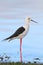 Black Winged Stilt