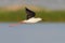 Black Winged Stilt