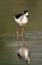 Black-winged stilt