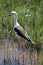 Black winged stilt