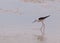 Black-winged Stilt