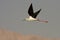 Black winged Stilt