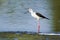 Black winged stilt in Arugam bay lagoon, Sri Lanka