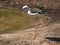 Black-winged stilt,bird