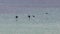 Black-winged stilt bird group flying over the ocean in Spain