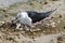 Black-winged Stilt bird hatching eggs