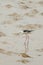 Black-winged Stilt bird (Himantopus himantopus )