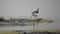 A Black-Winged Stilt Bird Hunting in Lake