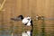 black-winged stilt bird in marsh reproductive period swamps and ponds europe