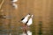 black-winged stilt bird in marsh reproductive period swamps and ponds europe