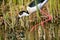 black-winged stilt bird nesting in colonies on marshes and lakes europe