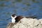 black-winged stilt bird nesting in colonies on marshes and lakes europe