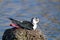 black-winged stilt bird nesting in colonies on marshes and lakes europe