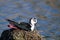 black-winged stilt bird nesting in colonies on marshes and lakes europe