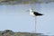 Black-winged stilt bird in Pottuvil, Sri Lanka