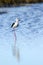 Black-winged stilt bird in Pottuvil, Sri Lanka