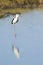 Black-winged stilt bird in Pottuvil, Sri Lanka