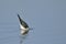 Black winged stilt bird searching food