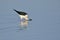 Black winged stilt bird searching food