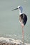 Black-winged Stilt bird stand with one leg