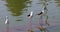 Black-winged Stilt birds in the lake