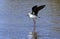 Black-winged Stilt - Botswana