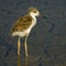 Black-Winged Stilt Breeding