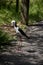 The black winged stilt is calling with its mouth wide open