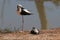 Black Winged Stilt and Chick