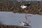 Black-winged Stilt - Chobe River - Botswana